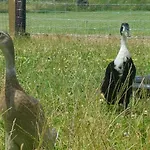 't Nieuwe Nest