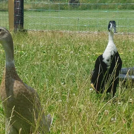 't Nieuwe Nest